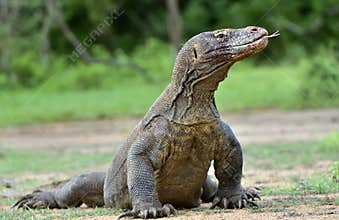 Komodo dragon Varanus komodoensis with the forked tongue sn