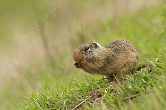 European ground squirrel Spermophilus citellus