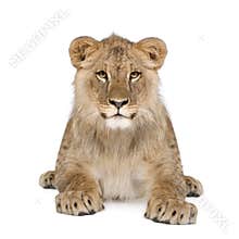 Portrait of lion cub against white background