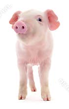 Pig on white