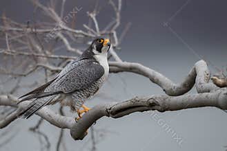 Peregrine Falcon
