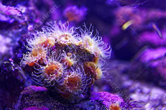 Sea anemone purple underwater world