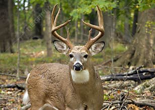 Whitetail Deer Buck