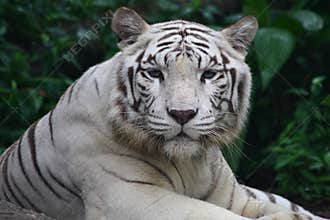 White Tiger