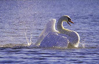 Violet Bathing Swan