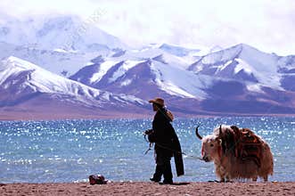 Tibet's snow mountains