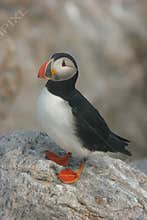Atlantic Puffin