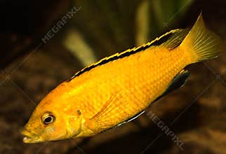 Malawi fish