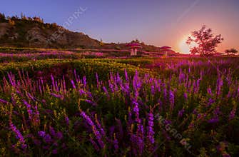 Lavender planted at foot of Tianshan mountain China