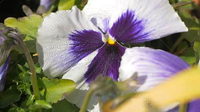 Closeup Pan Pansy white flowers with dew drops