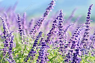 Background wallpaper field violet spring flowers rural landscape