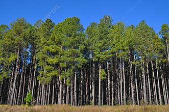 Tall pine trees at the edge of a large plantation