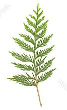 Cedar Branch isolated