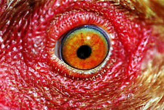 Chicken eye