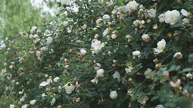 Beautiful white rose bush bush outdoors. Close-up