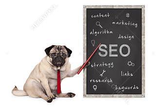 Business pug dog holding red pointer, pointing out search engine optimization, SEO performance strategy, hand drawn on chalkboard