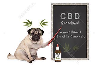 Pug puppy dog with hemp leaves diadem pointing at blackboard with text CBD and dropper bottle with oil