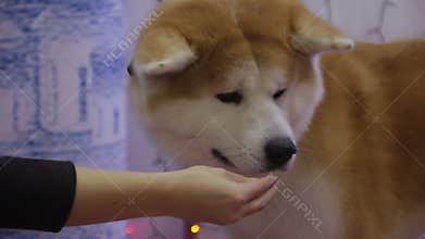 Nervous Shiba Inu dog participating in canine show, pet adoption exhibition