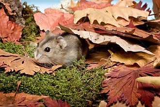 Hamster in the fall