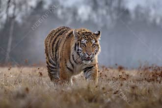 Siberian Tiger in the snow Panthera tigris