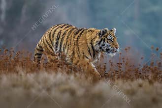 Siberian Tiger in the snow Panthera tigris