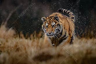 Siberian Tiger in the snow Panthera tigris
