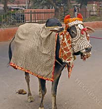 India - sacred cow