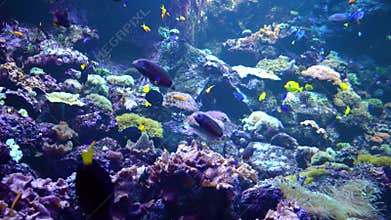 Underwater world - sea, ocean, fish, coral