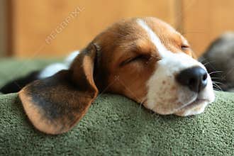 Sleeping Puppy