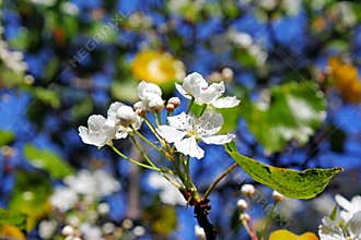 White flowers of evergreen pear tree