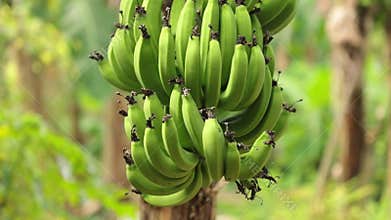 Bunch Of Bananas Tree Plantation HD Clip