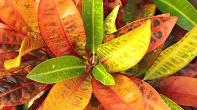 Croton Plant Leaves High Definition Footage