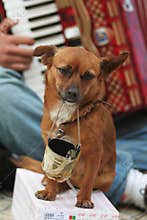 Dog Begging