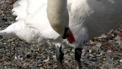 White swan cleans feathers on the shore of the lake