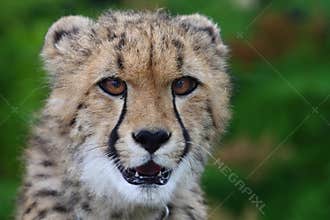 Baby cheetah head