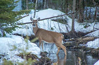 White tail deer standing in water in cedar trees in winter snow