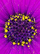 Violet daisy flower center