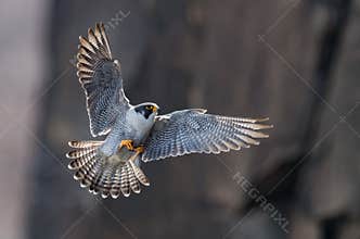 Peregrine Falcon