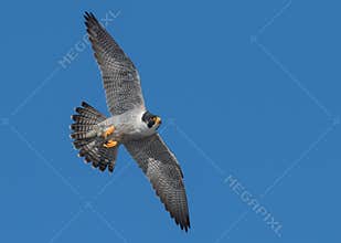 Peregrine Falcon