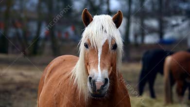 Brown horse with white mane.