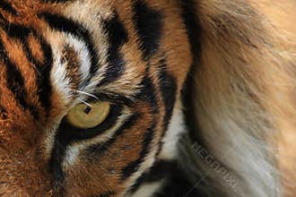 Tiger eye