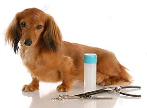 Dog grooming