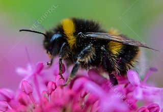 Bumble bee on ultra violet flower