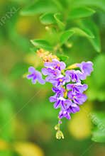 A small cluster of purple ultraviolet colored flowers