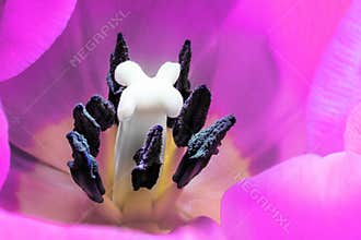 Bright violet tulip close up