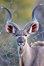 Young Kudu Bull looking straight at photographer
