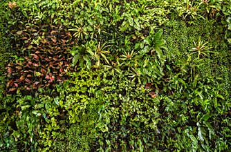 herb wall, plant wall, natural green wallpaper and background.
