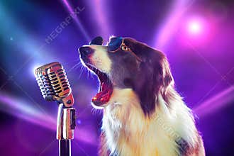 Rock star border collie dog singing