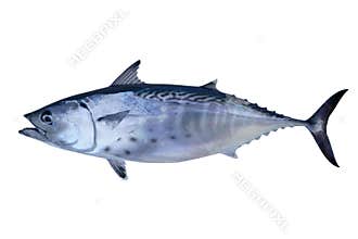Little tunny catch tuna fish seafood