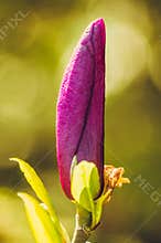 Magnolia bud